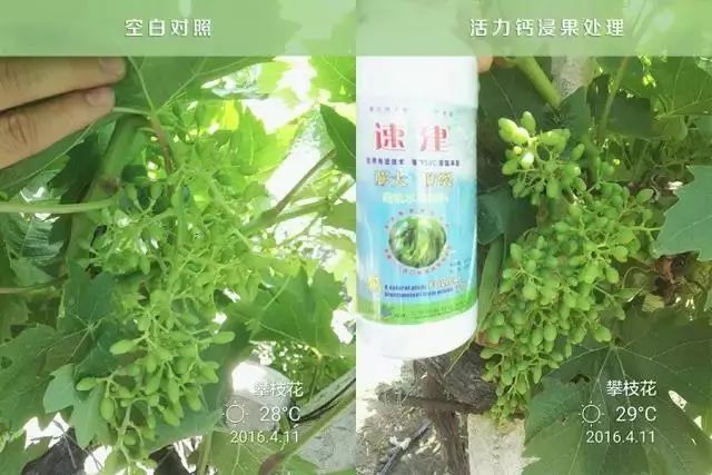 速建：保花保果，膨大防裂，抗逆提质，世界领先的生物激活剂！