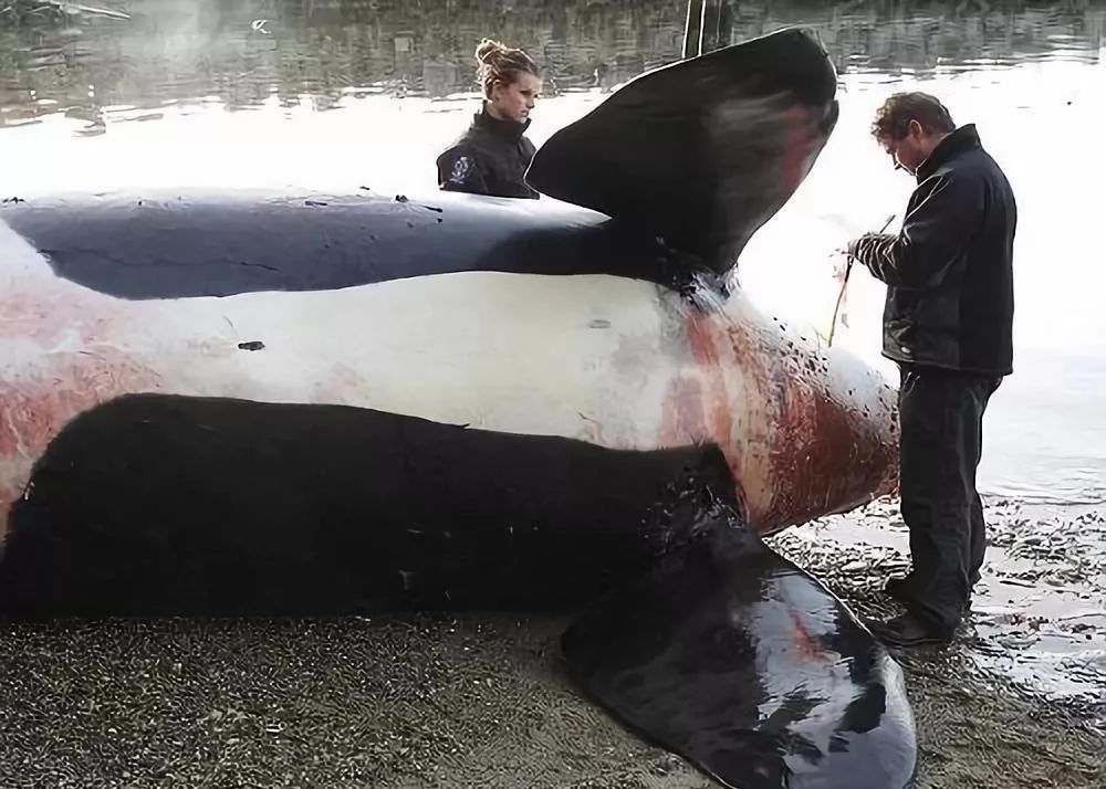 代购究竟有多暴利,做代购那些离谱事件