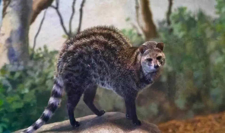 代购圈黑幕,代购十大骗局揭秘图