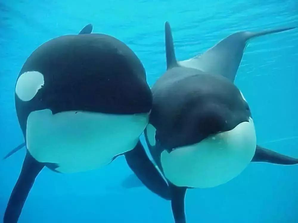 代购骗局揭秘朋友圈,代购骗局朋友圈