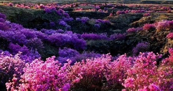 黑龙江好消息在哪里看,外交部黑龙江全球推介活动