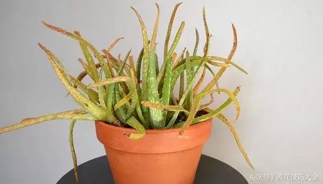 盆栽芦荟越长越高怎么办,为何芦荟不停长侧芽