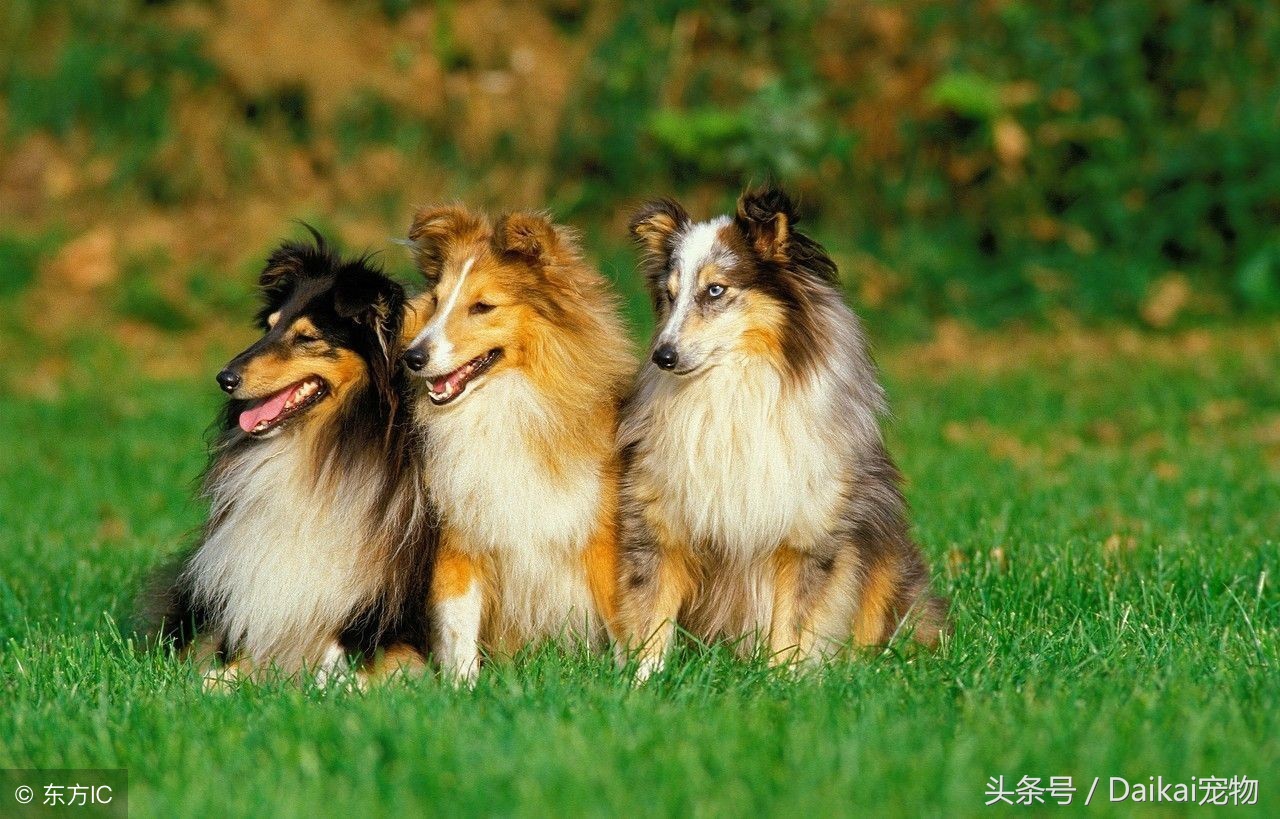 喜乐蒂牧羊犬应该怎样正确训练,喜乐蒂牧羊犬狗粮