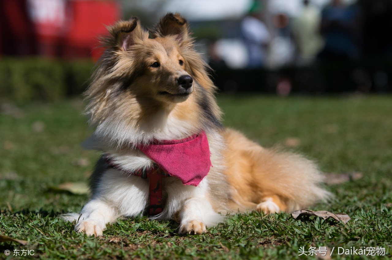 喜乐蒂牧羊犬应该怎样正确训练,喜乐蒂牧羊犬狗粮