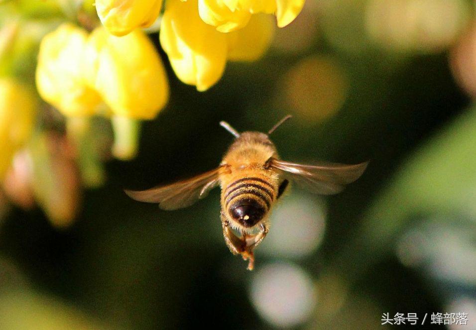 被蜜蜂蛰了针拔不出来怎么办,蜜蜂蜇人后的毒针怎么拔出来