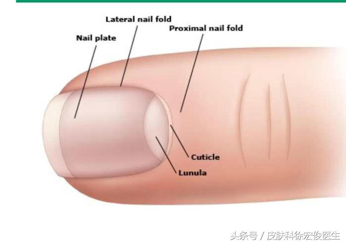 正确的修指甲打磨指甲方法,指甲怎么修会变好
