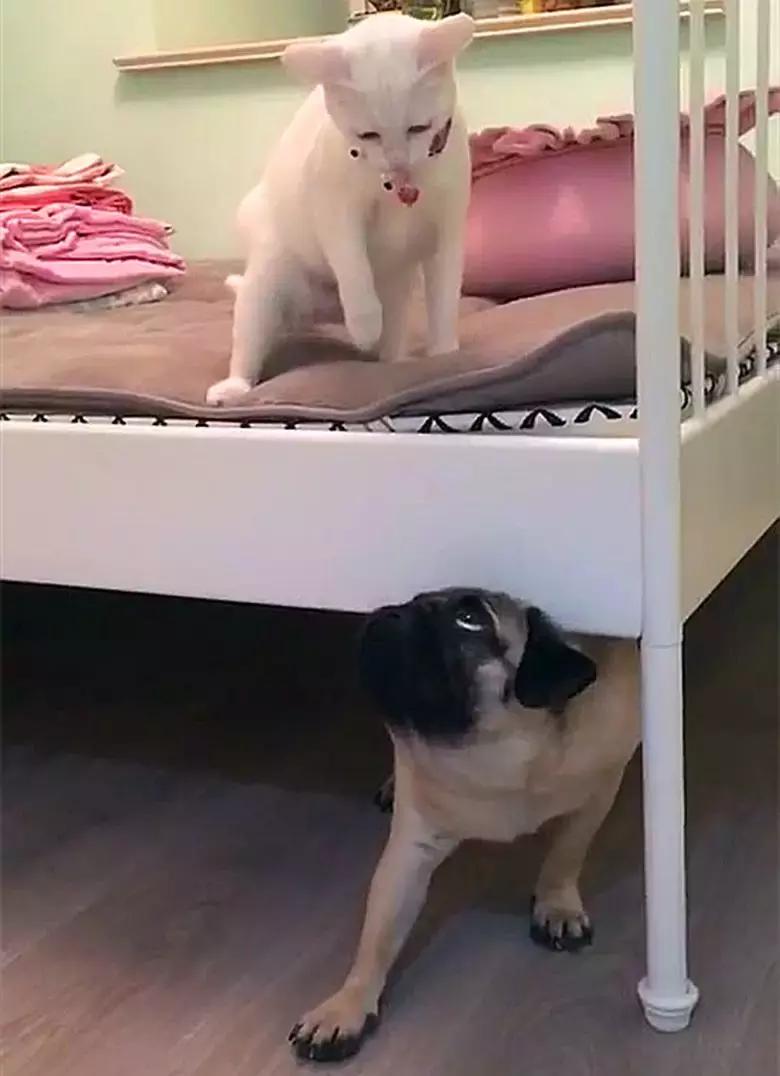 猫咪见到人就攻击,猫咪见到狗出现应激反应怎么办