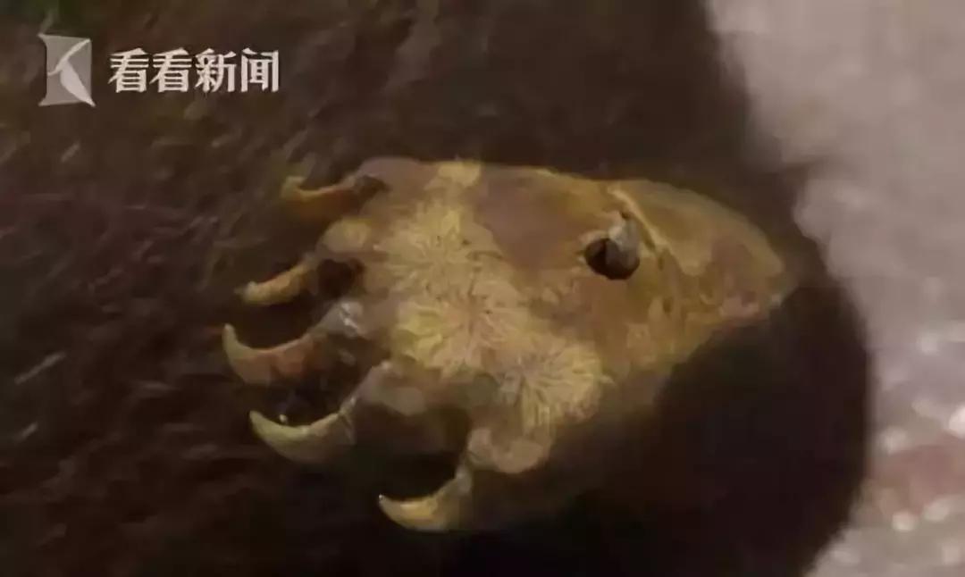 海外代购的暴利秘密 (代购圈乱象)