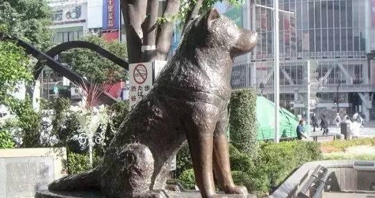 日本人对中国人养秋田犬的看法,秋田犬有多厉害