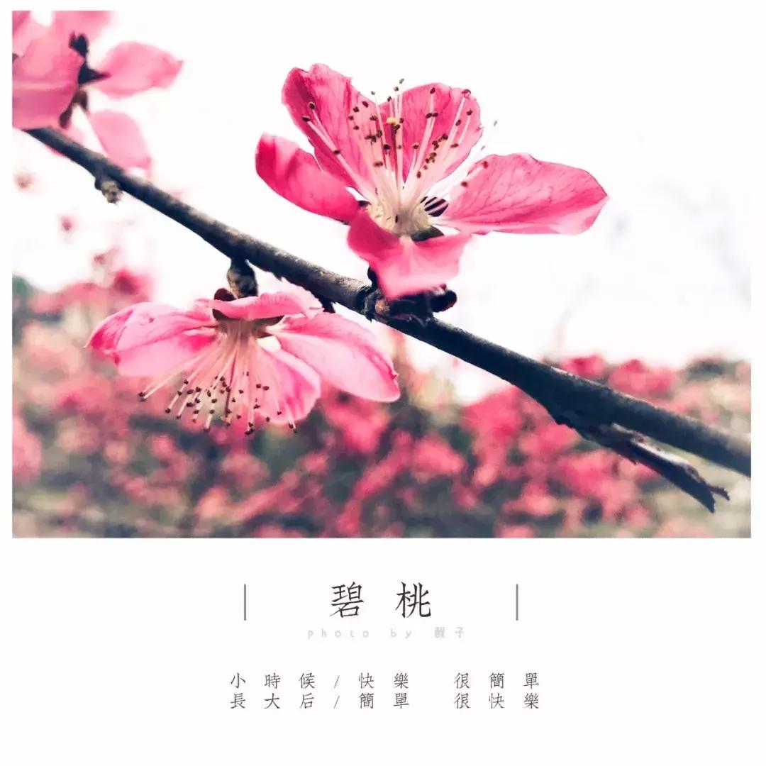 如何把照片拍得更好,你可以拍得更好的英文