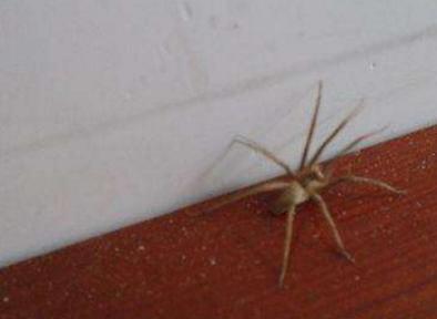 天气热怎么防止虫子咬伤,夏天容易被虫子咬是什么原因