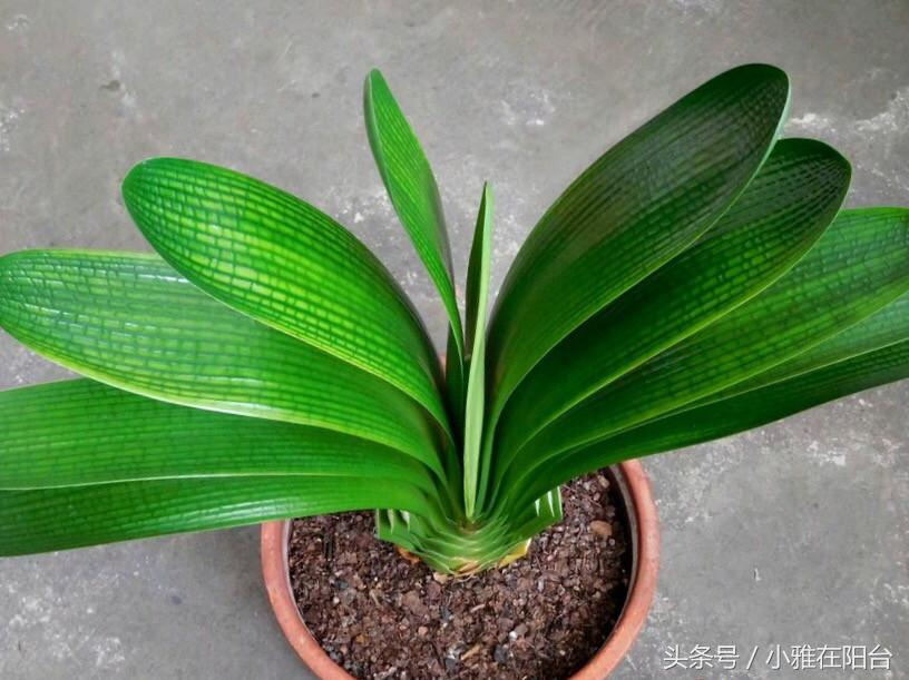 君子兰如何养殖才能长得更旺盛,老花农几招教你怎样养好君子兰