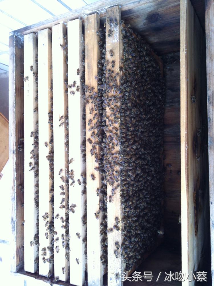 养蜜蜂的技巧和注意事项,养蜜蜂的十大技巧