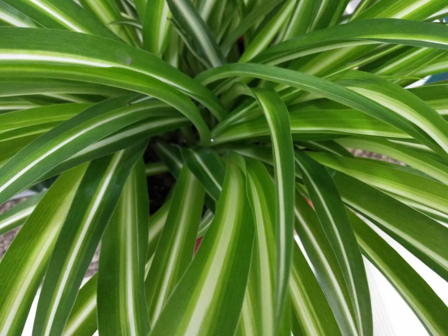 啤酒养花要兑水吗,啤酒养花好不好