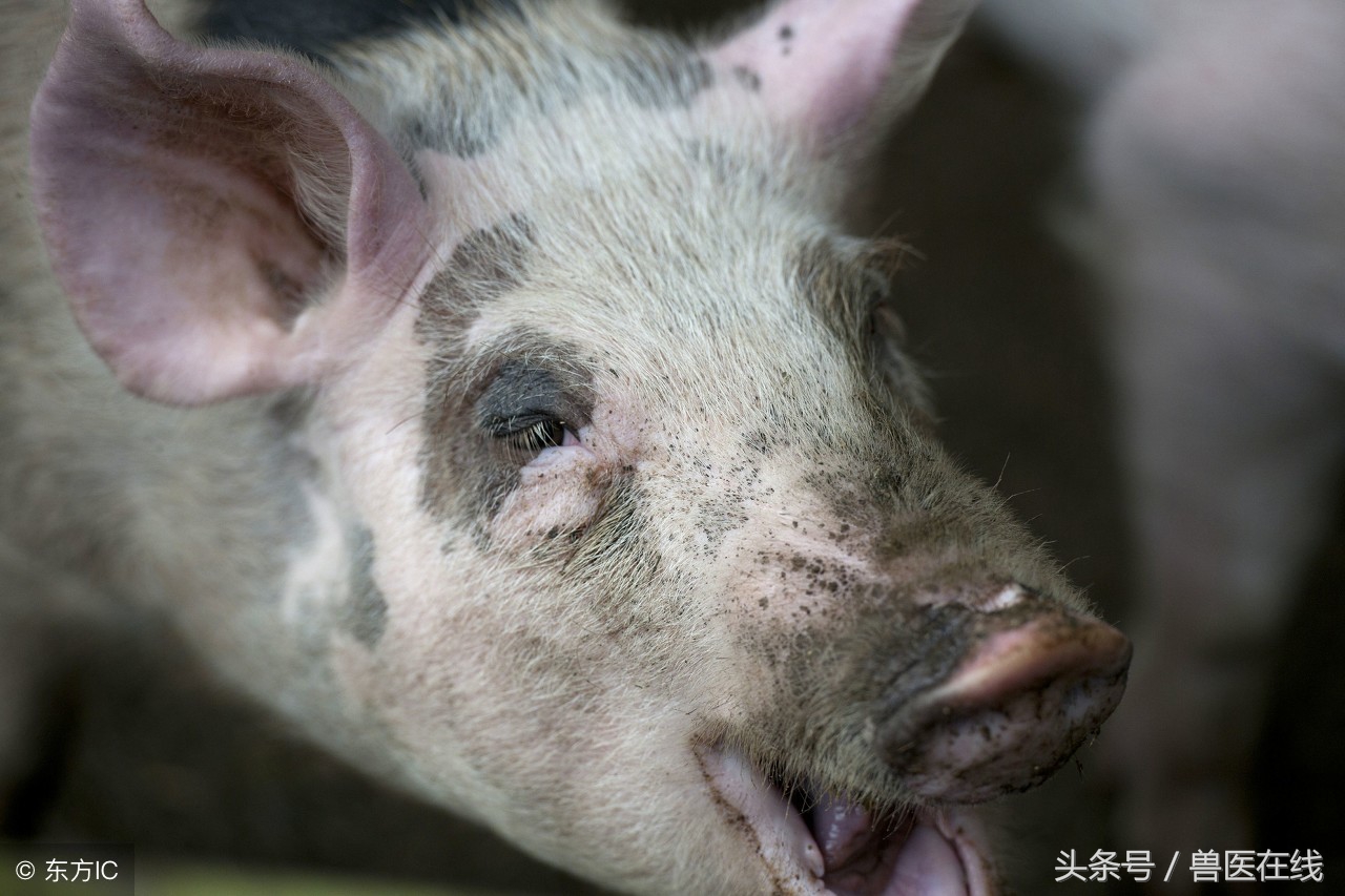 接下蓝耳面纱，细说猪蓝耳病的有效防控！