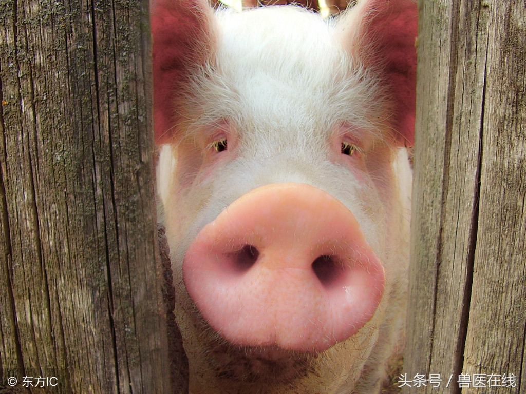 拨开迷雾看本质下一句是什么,拨开迷雾看迷雾