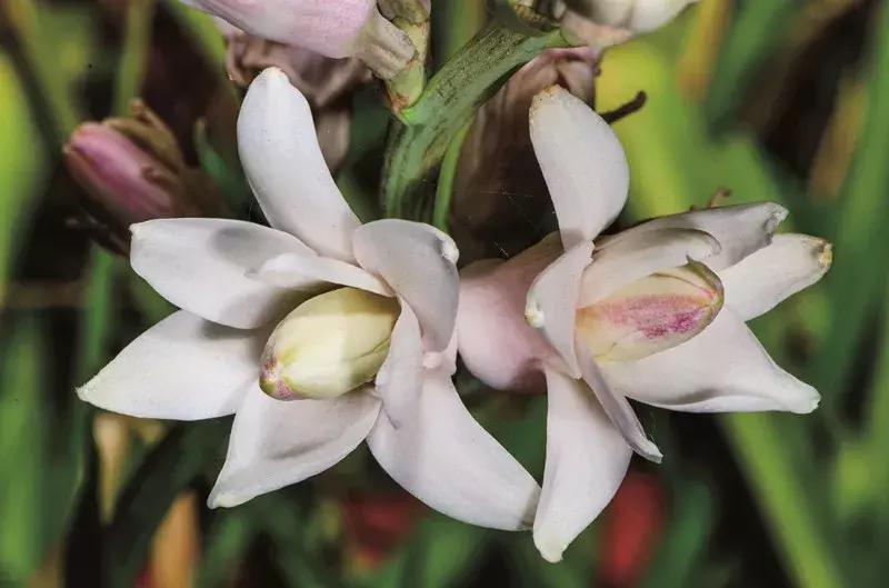 芳香传奇护肤品,芳香传奇诗丽堂