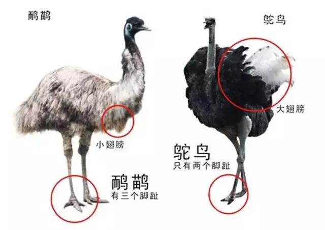 awehome怎么样,awehome靠谱吗