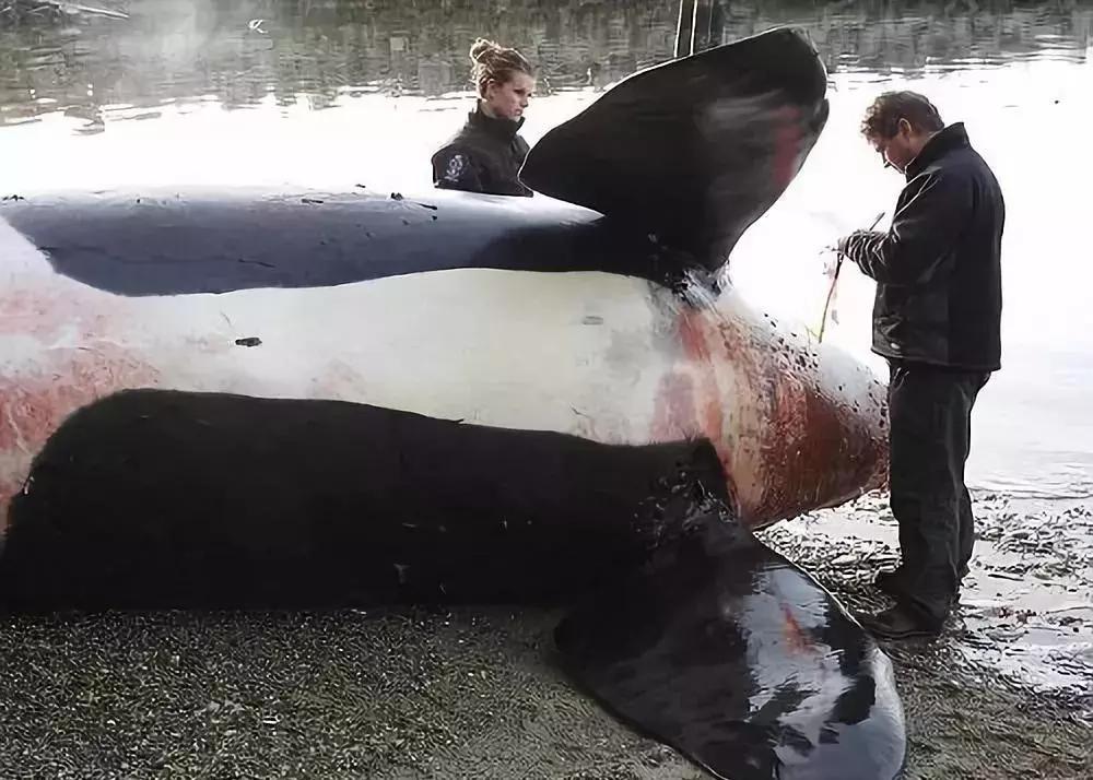 代购骗局揭秘朋友圈,揭露各种海外代购真相