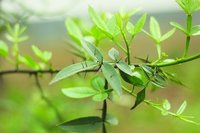 每日一药神农本草,每日一本草