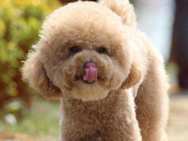 泰迪发情怎么办呢,泰迪发情咋办