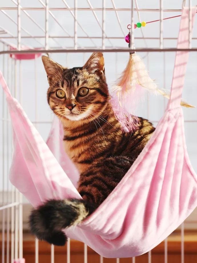 超级推荐的猫,推荐猫最爱吃的东西还很便宜