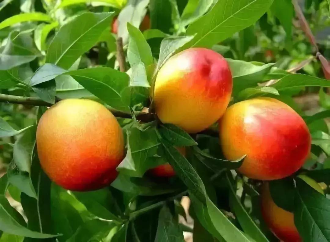 成都摘桃子地方推荐,桃子熟了去摘桃