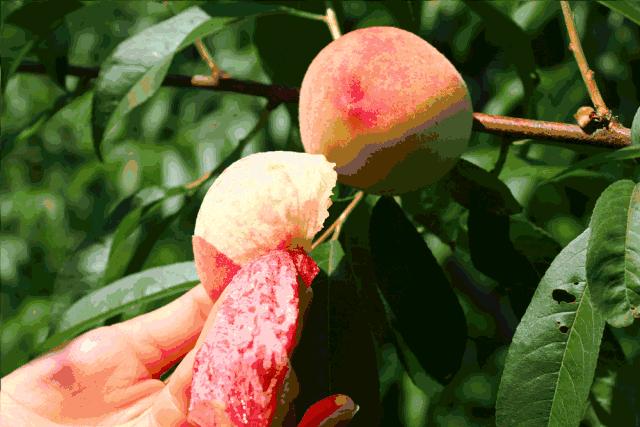 2020成都龙泉桃子采摘,桃子最新采摘视频