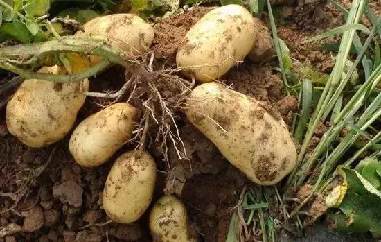 茄子不能蒸怎么凉拌,茄子不能放什么调料