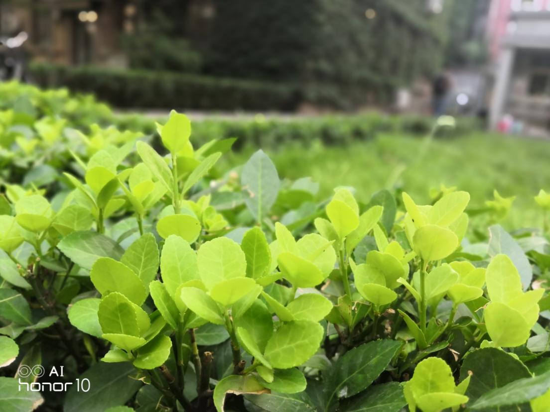 荣耀10拍照片怎么样,荣耀10值得买吗2019