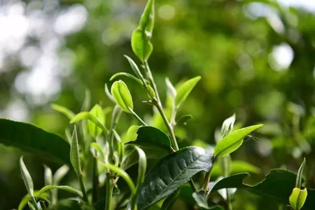 他找来浙大团队，用茶研发洗护用品，成了日本人都在代购的新国货