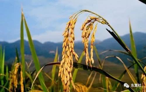 北大才女卖米演讲,北大才女卖米原因