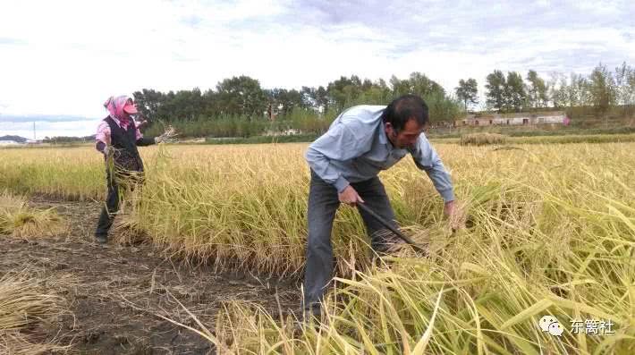 北大才女卖米演讲,北大才女卖米原因