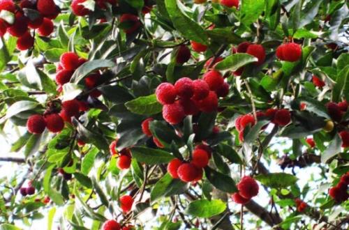 杨梅一年病虫害管理,杨梅怎么管理才能提早开花结果