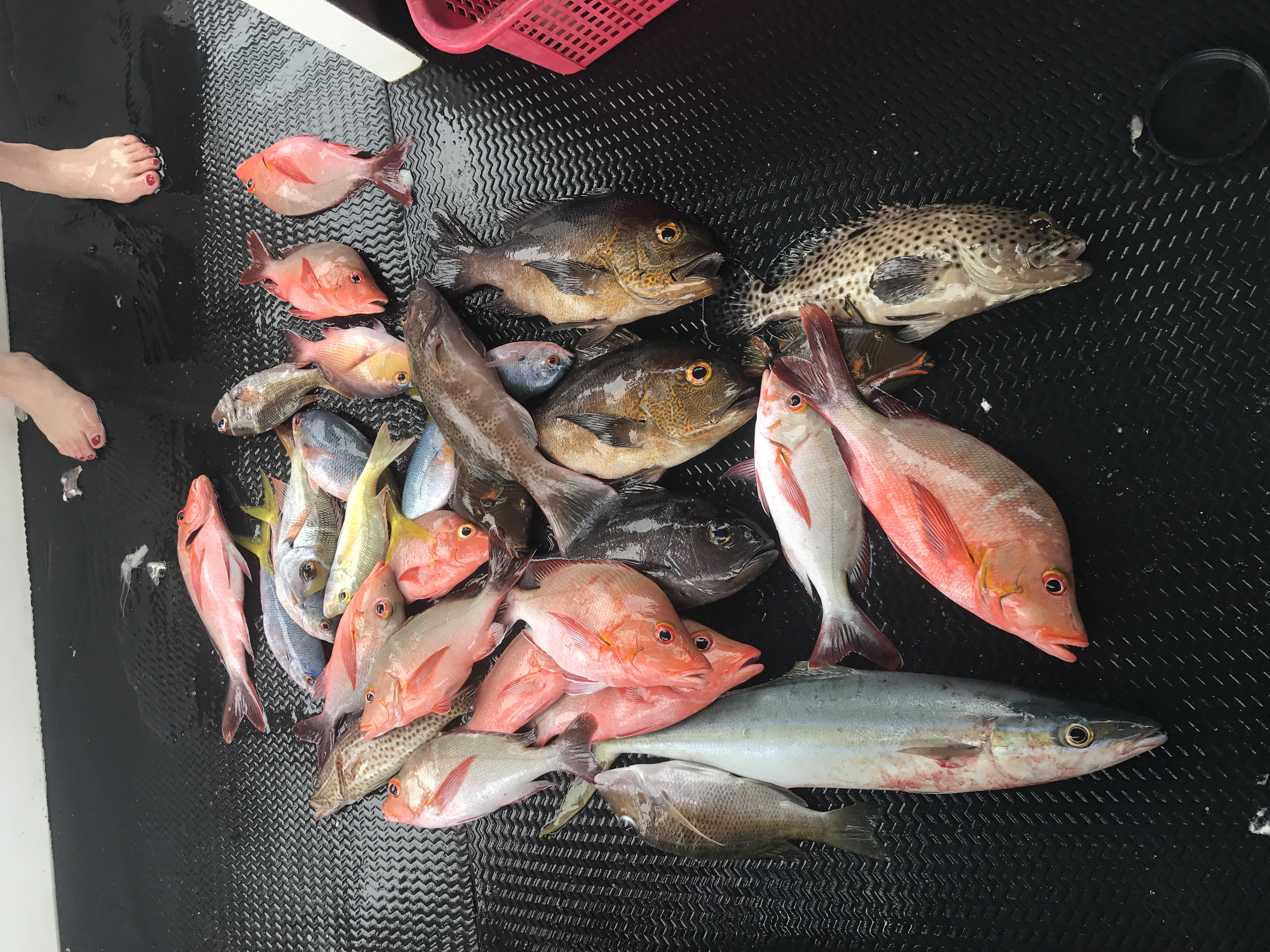 帕劳归来5天4晚旅游攻略,海岛游帕劳大溪地