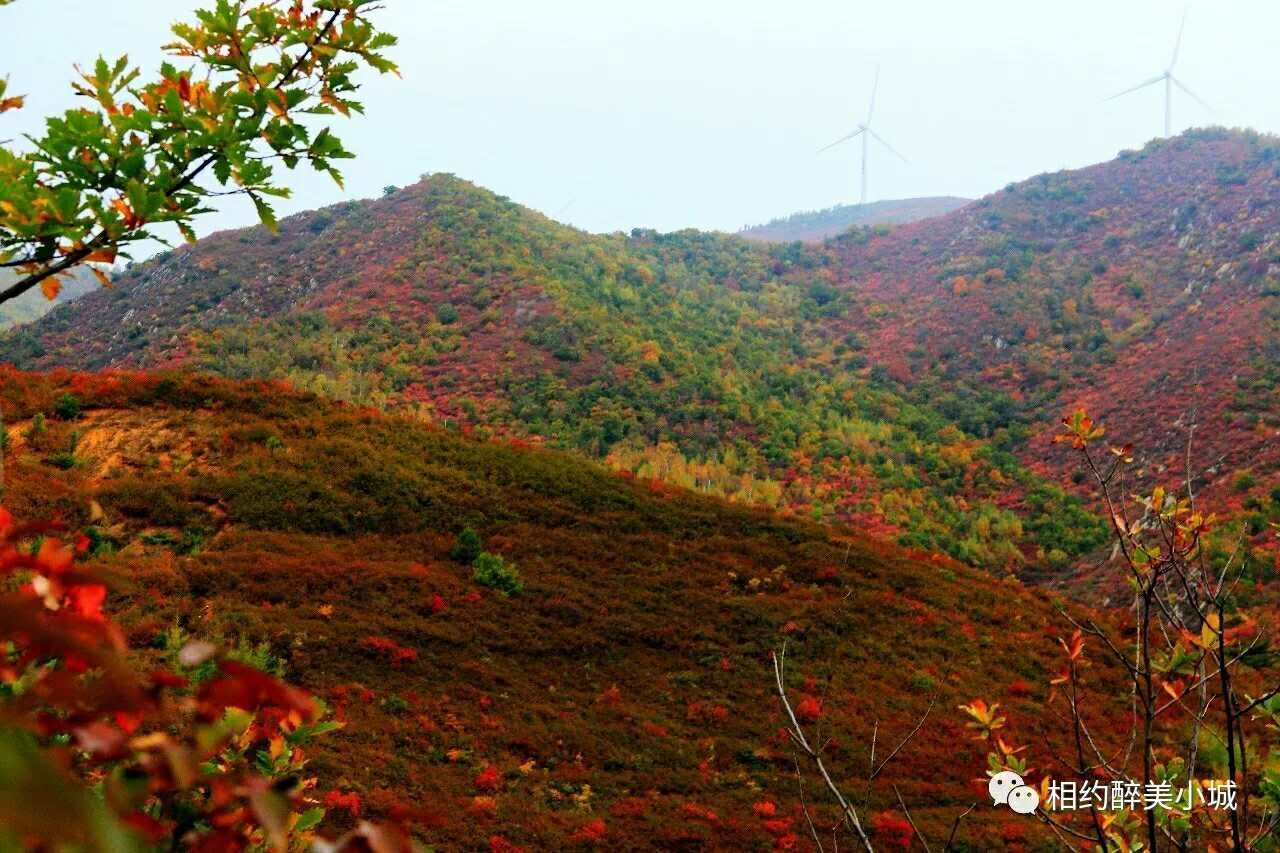 宁城县小城子镇新闻,宁城县小城子镇杀人案