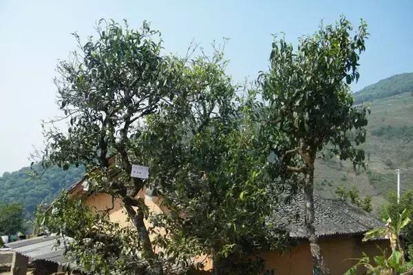 几百块的昔归冰岛布朗山老班章,冰岛昔归易武老班章