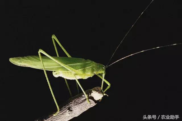 柑橘常见虫害图片大全,柑橘虫害图谱大全来了建议收藏