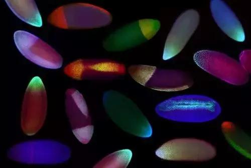 听说大樱桃有虫子是真的吗,山东樱桃里有虫子