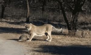 海外代购的荒唐陷阱,最可怕的代购骗局