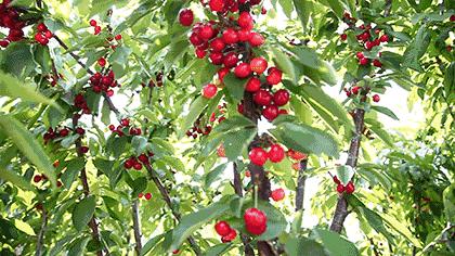 赣榆赶海海葵,自驾游露营野炊赶海