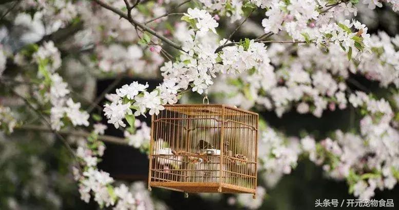 养鸟最要注意的事情是什么,养鸟那些事儿