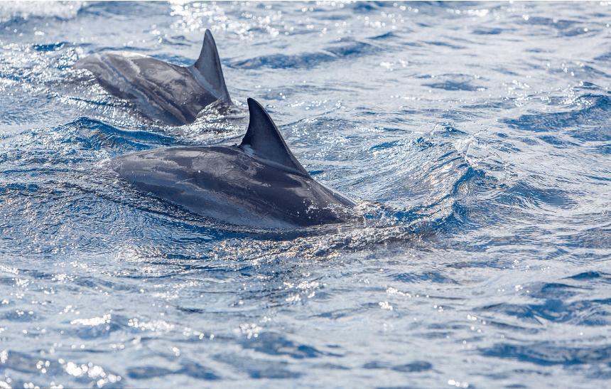 一海一世界完整视频,一海一世界一船一菩提