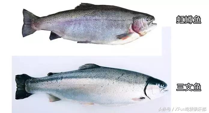 真假三文鱼,真假三文鱼完整版