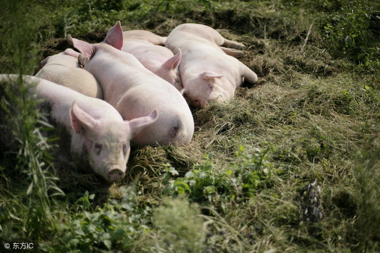 原来母猪无乳可以这样治！多年养猪人三招教你搞定母猪无乳综合征