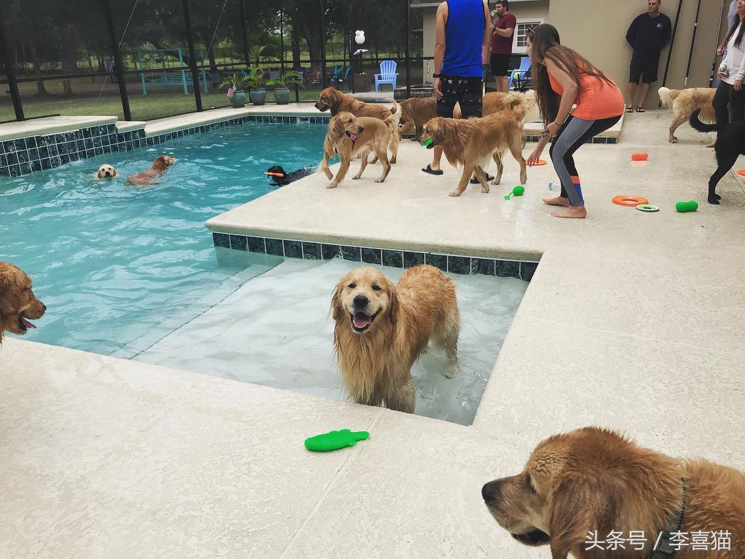 边牧比哈士奇精力更旺盛,比金毛还大的边牧