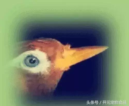 极品画眉鸟头型显示大图,极品画眉斗鸟选择