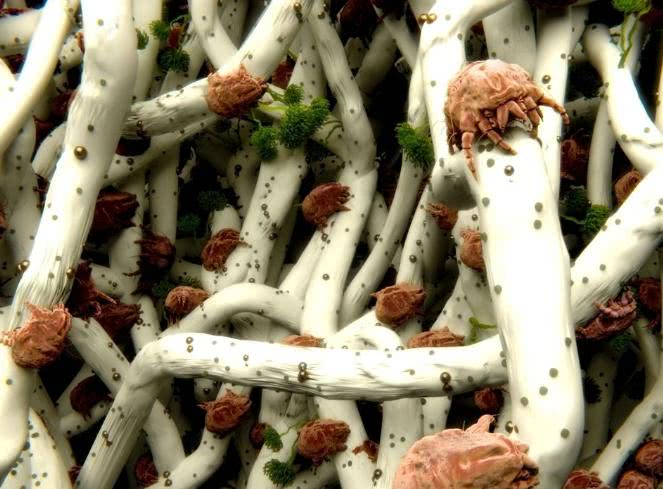 螨虫在脸上会吃成坑吗,螨虫吃进肚子里会怎样