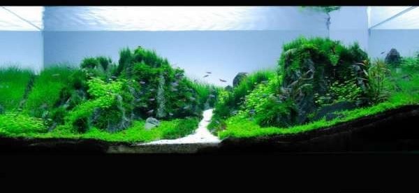 如何布置鱼缸水草造景,峡谷河流鱼缸