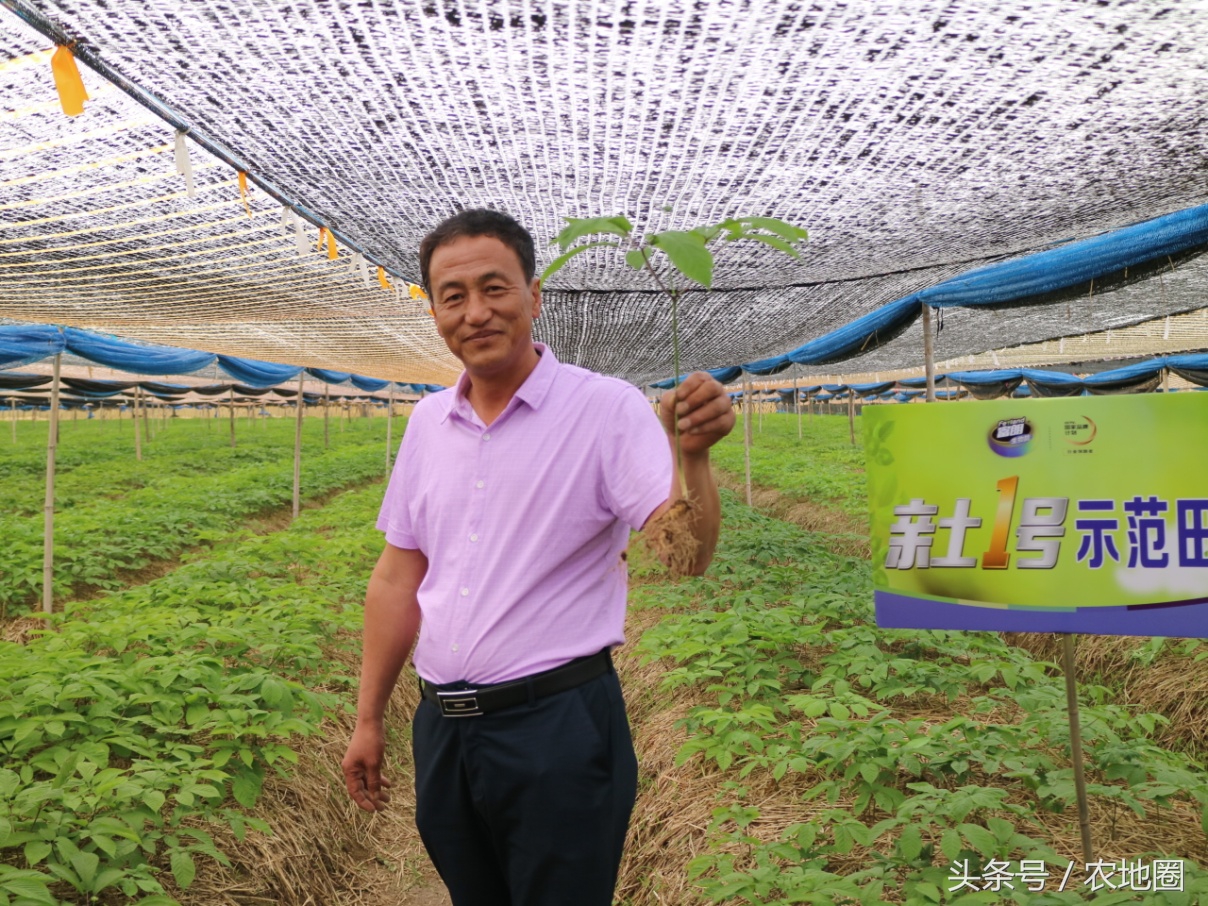 养人参的技术,20年实战养殖技术